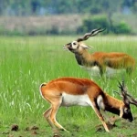 Bardia wildlife safari feature image