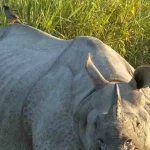 chitwan jungle safari